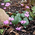 Cyclamen coum ssp. caucasicum