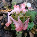 Corydalis solida