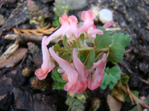 Corydalis solida