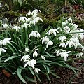 Galanthus nivalis 'Flore Pleno'