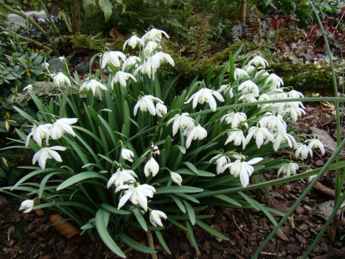 Galanthus nivalis 'Flore Pleno'