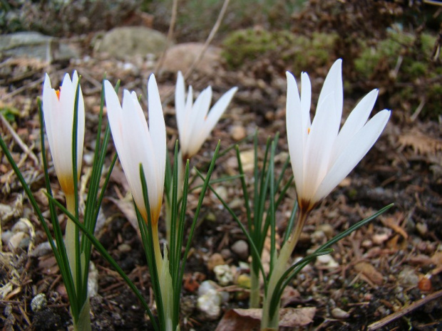 Crocus fleischeri