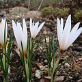 Crocus fleischeri