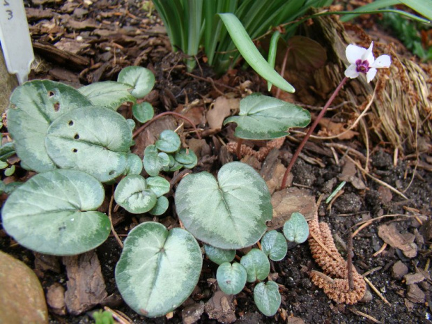 Cyclamen pseudibericum