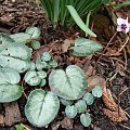 Cyclamen pseudibericum