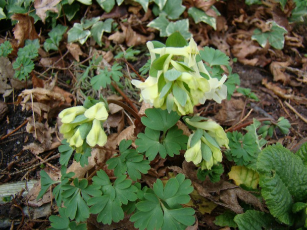 Corydalis malkensis