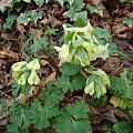 Corydalis malkensis