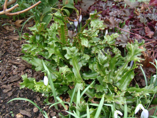 Phyllitis scolopendrium 'Cristata'