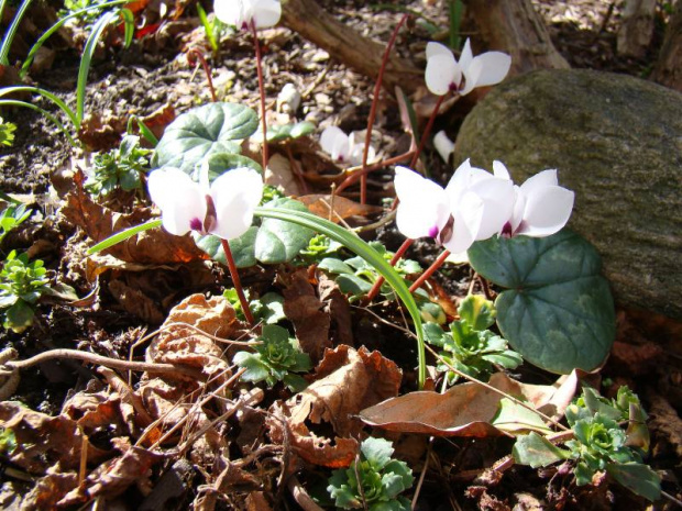 Cyclamen coum