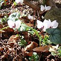 Cyclamen coum