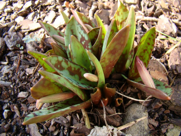 Erythronium dens-canis