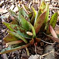 Erythronium dens-canis