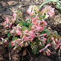 Corydalis solida