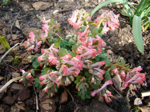 Corydalis solida