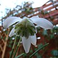 Galanthus nivalis f.pleniflorus 'Lady Elphinstone'