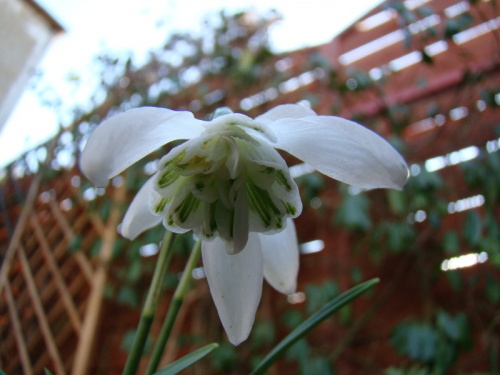 Galanthus nivalis f.pleniflorus 'Lady Elphinstone'