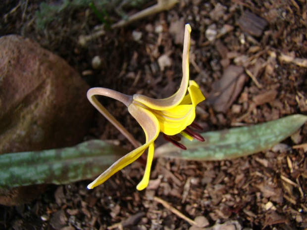 Erythronium americanum