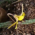 Erythronium americanum