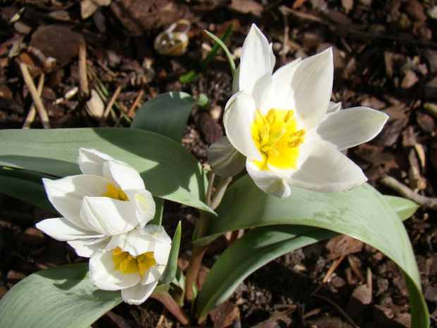 Tulipa polychroma