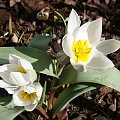 Tulipa polychroma