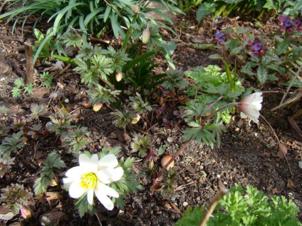 Anemone blanda 'White Splendour'