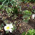 Anemone blanda 'White Splendour'