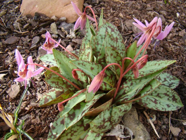 Erythronium dens-canis