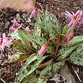 Erythronium dens-canis