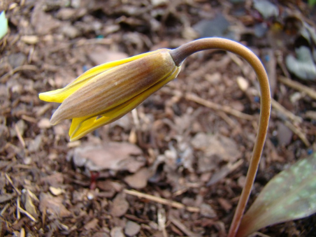 Erythronium americanum