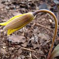 Erythronium americanum