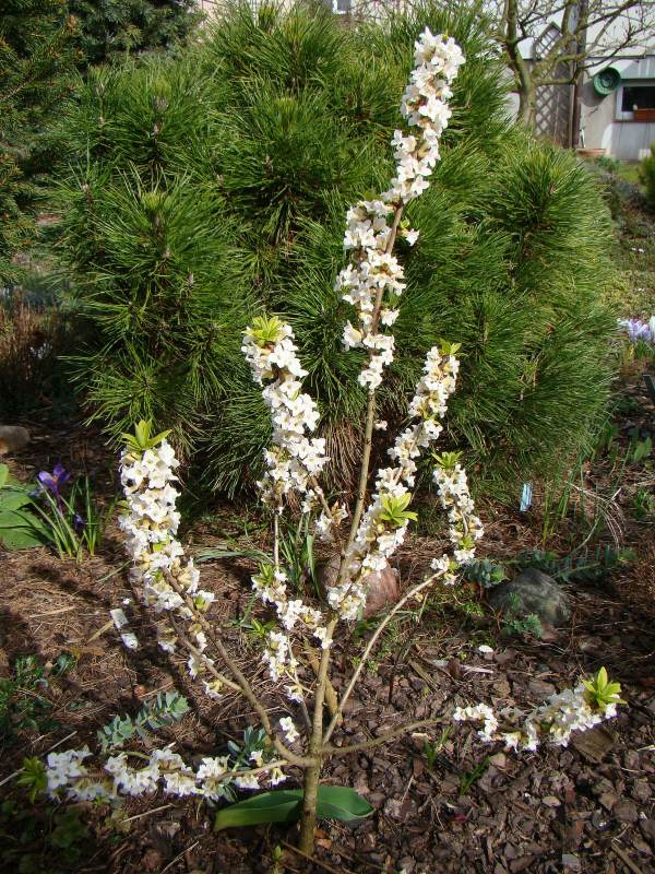 Daphne mezereum 'Alba'