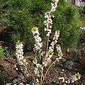 Daphne mezereum 'Alba'