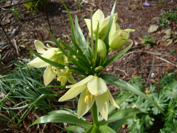 Fritillaria raddeana