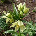 Fritillaria raddeana