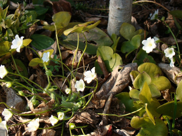 Hepatica nobilis 'Alba'