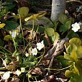 Hepatica nobilis 'Alba'