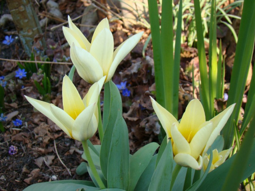 Tulipa 'Concerto'