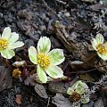 Hacquetia epipactis 'Thor'