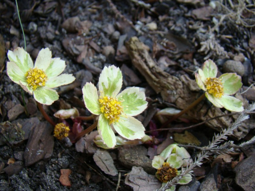 Hacquetia epipactis 'Thor'