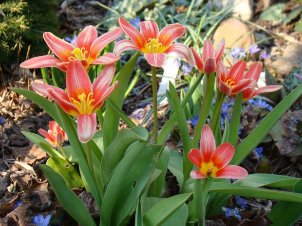 Tulipa 'Shakespeare'