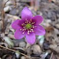 Hepatica nobilis 'Cremar'