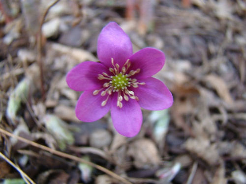 Hepatica nobilis 'Cremar'