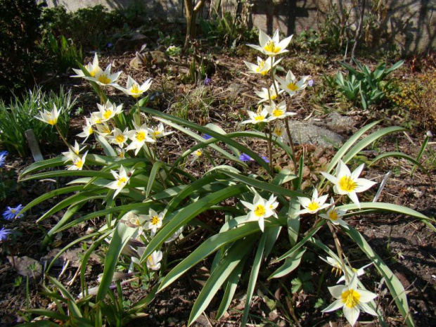 Tulipa turkestanica