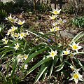 Tulipa turkestanica