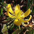 Eranthis cilicica