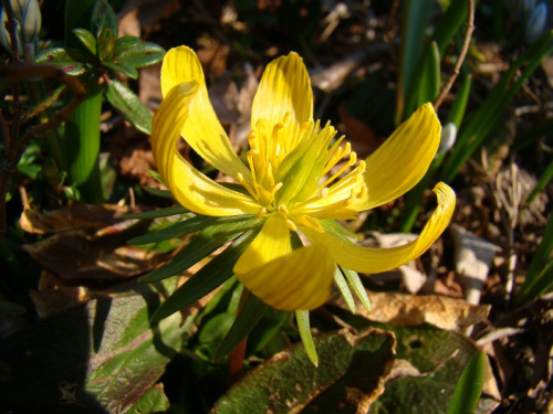 Eranthis cilicica