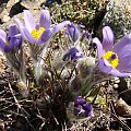 Pulsatilla grandis f. moravica