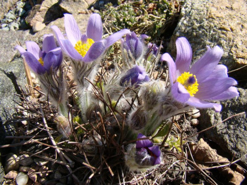 Pulsatilla grandis f. moravica