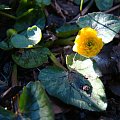 Ranunculus ficaria 'Collarette'