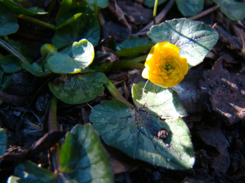 Ranunculus ficaria 'Collarette'